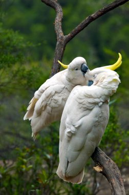 Two Cockatoo clean each other in New South Wales Australia clipart