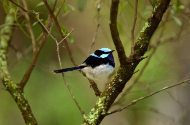 Bir ağaç dalı süper fairywren otur