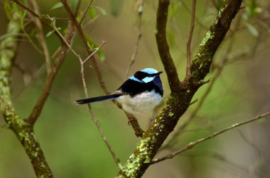 Superb fairywren sit on a tree branch clipart