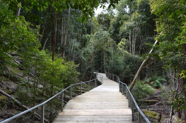 Camino vacío en la selva tropical de Jamison Valley Blue Mountains Ne — Foto de Stock