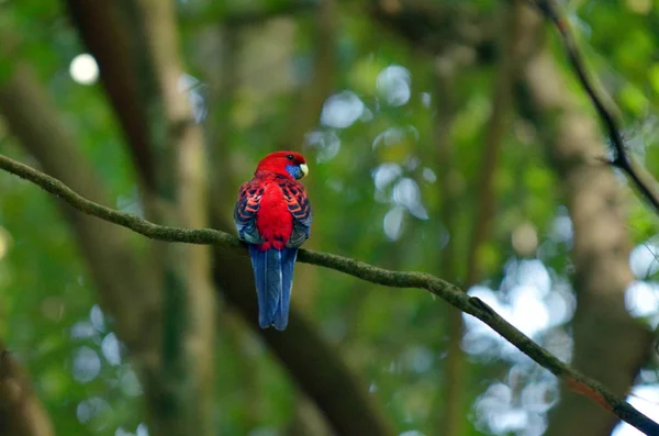 Eclectus papagal Femeie — Fotografie, imagine de stoc