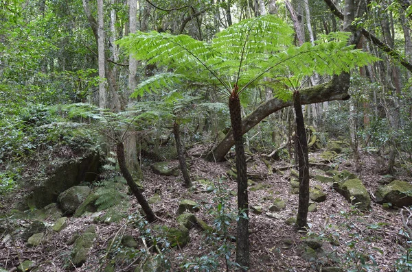 银树蕨类植物生长在那里的贾米森山谷雨林 — 图库照片