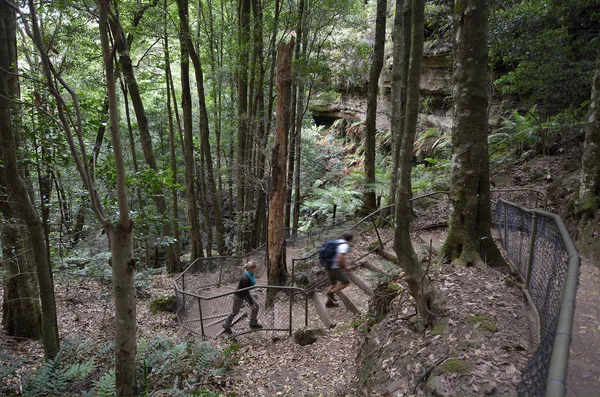 People hikes in the rainforest of Jamison Valley Blue Mountains — Stock Photo, Image