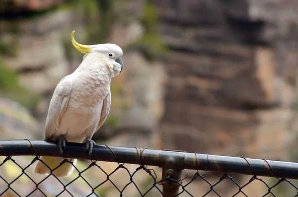 Cockatoo sedersi su una staccionata in Jamison Valley Nuovo Galles del Sud Austra — Foto Stock