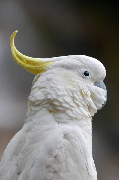 Cockatoo portrait New South Wales Australia — Stock Photo, Image