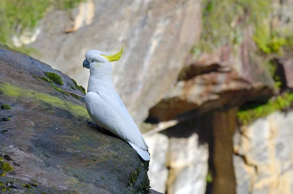 Cockatoo Jamison Valley Nuovo Galles del Sud Australia — Foto Stock