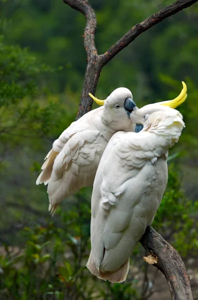 两个凤头鹦鹉在新南威尔士州澳大利亚清洁的彼此 — 图库照片