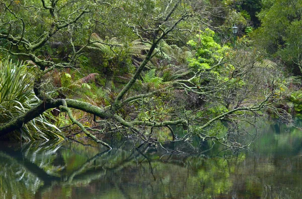 Landschap van de Blue Lake in Blue Mountains in Nieuw Zuid Wales, — Stockfoto