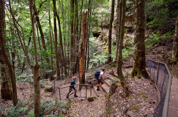 Люди путешествуют в тропических лесах Синих гор долины Джемисон — стоковое фото