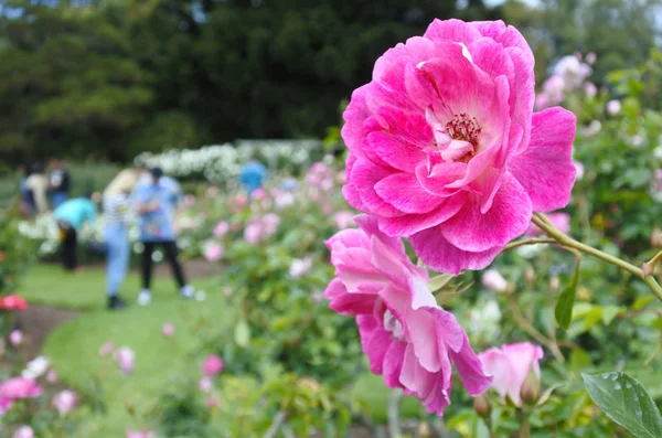 新西兰奥克兰的帕内尔玫瑰花园 — 图库照片