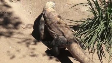 Komodo dragon tam vücut
