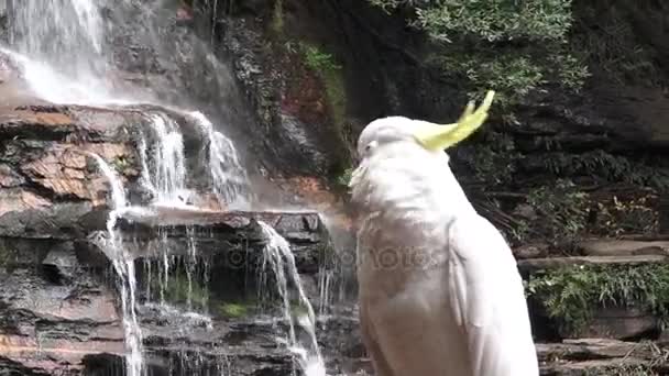 Cockatoo Katoomba Falls Blue Mountains Austrália — Vídeo de Stock