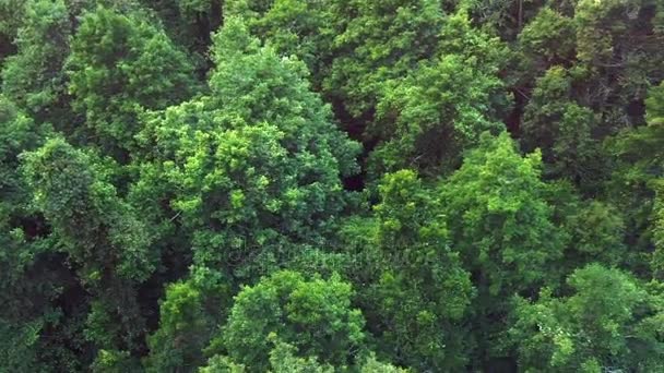 Canopy de árboles de la selva tropical Blue Mountains Australia — Vídeos de Stock