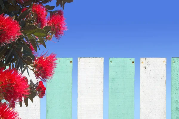 Flores de Pohutukawa florecen sobre valla de madera en Nueva Zelanda — Foto de Stock