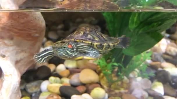 Pequeña tortuga marina nadando en el acuario — Vídeo de stock