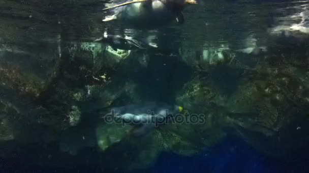 Gentoo pingviner simma underwaterfish — Stockvideo