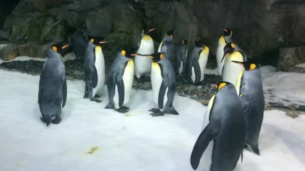 Bir koloni Kral penguenler — Stok video