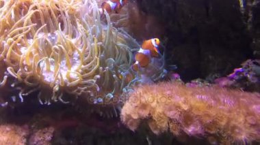 Mercan Denizi Resifi'nde zaman atlamalı tropikal balık yüzmek