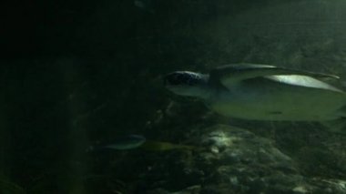 Yeşil deniz kaplumbağası chelonia mydas