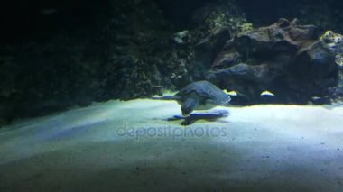 Yeşil deniz kaplumbağası chelonia mydas