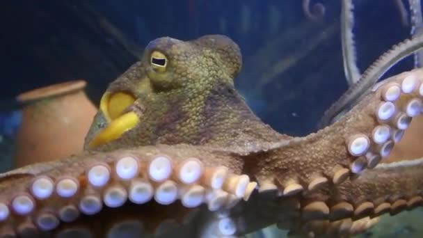 Octopus swim underwater — Stock Video