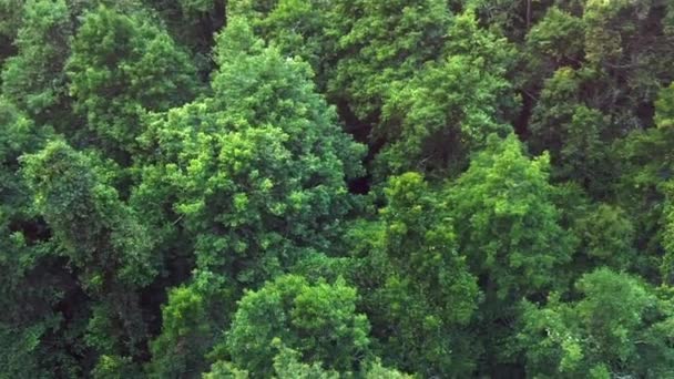 Canopy de árboles de la selva tropical Blue Mountains Australia — Vídeos de Stock