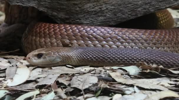 Eastern brown snake Australia — Stock Video