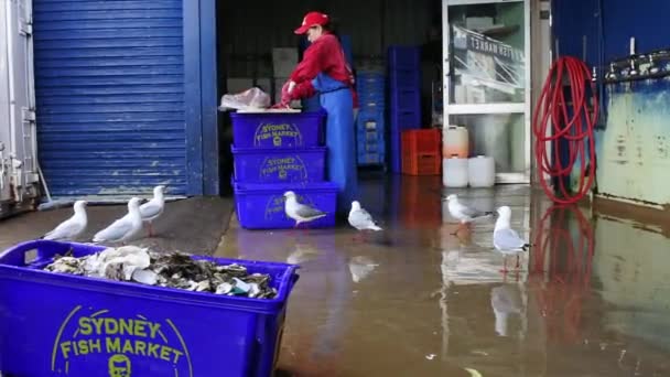 Fisherwoman Cleans Fish Sydney Fish Market Large Marketplace Major Tourist — Stock Video