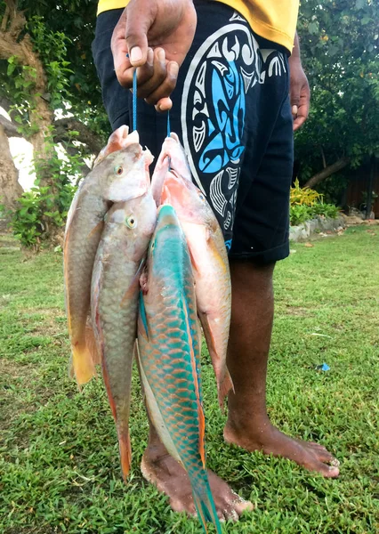 Fidžijština pokroutka nést jeho ryby ranní úlovek — Stock fotografie