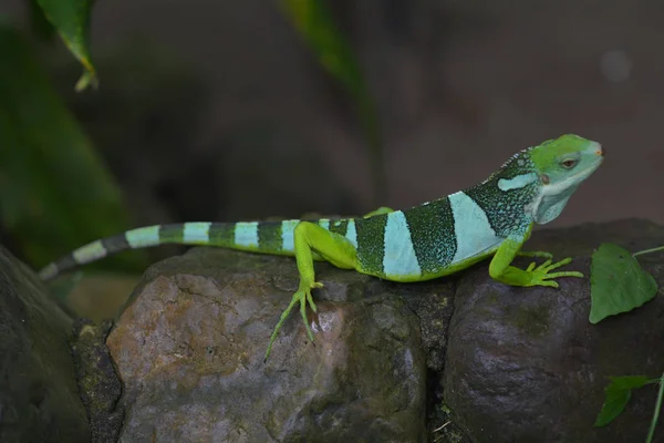 Fiji şeritli iguana — Stok fotoğraf