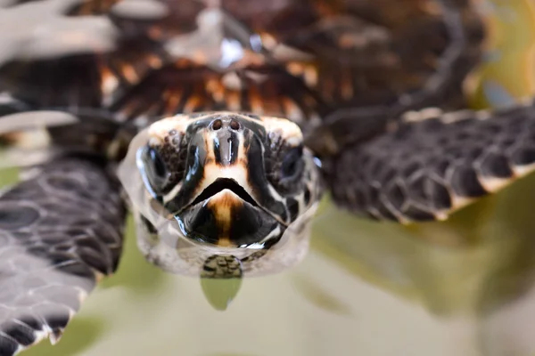 Carey tortuga marina — Foto de Stock