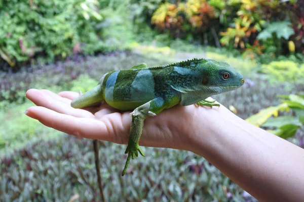 Iguana con bandas fiji — Foto de Stock