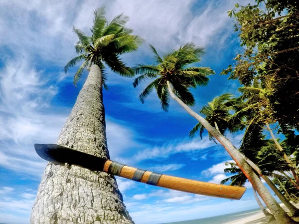 Fiji Machete on a coconut palm tree — Stock Photo, Image