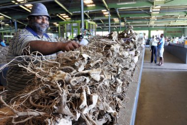 Fiji adam Satılık kökleri için kullanılan piyasada biber bitkisinin 