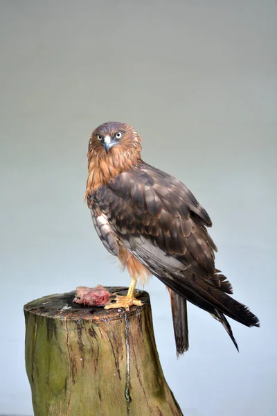 Pacific Harrier rovfågel — Stockfoto