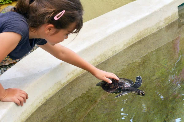 Menina alimenta uma tartaruga marinha Hawksbill em Fiji — Fotografia de Stock