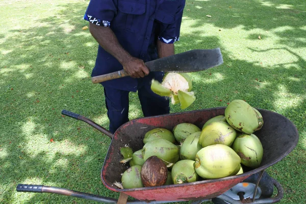Pribumi manusia Fiji mengupas kelapa — Stok Foto