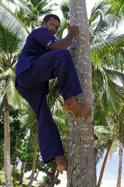 Indigener fidschianischer Mann demonstriert, wie man auf Kokosnuss klettert — Stockfoto