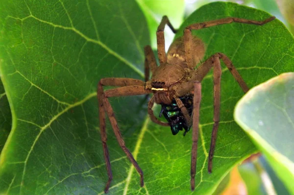 Huntsman spider umožňuje znehybněte brouk kořisti jed — Stock fotografie