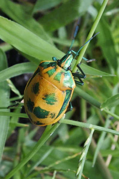 Male Hibiscus Harlequin Bug — Stock Photo, Image