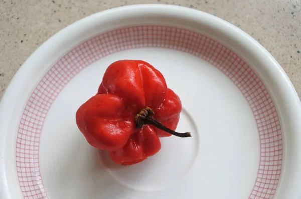 Flat lay view of one Red habanero in a plat
