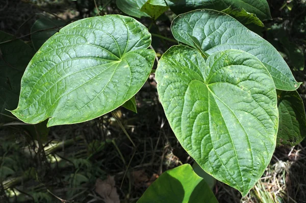 Piper methysticum bitki tarımda Fiji — Stok fotoğraf