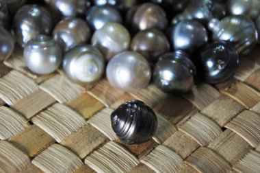 Raw Fiji Black lip oyster black pearls clipart