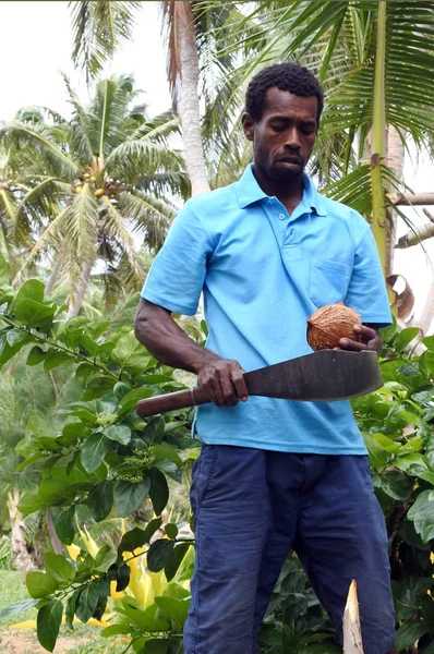 Местный житель Фиджи собирается открыть фрукт из кокосовой пальмы. — стоковое фото
