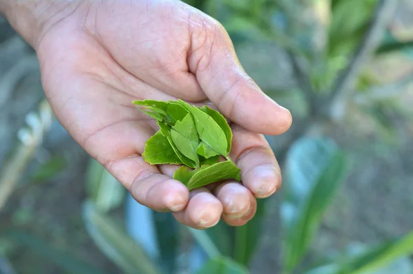 La mano del hombre indígena fiyiano sostiene hojas silvestres de hibisco — Foto de Stock