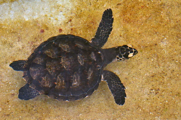 Hawksbill Sea Turtle off the coast of Fiji — Stock Photo, Image