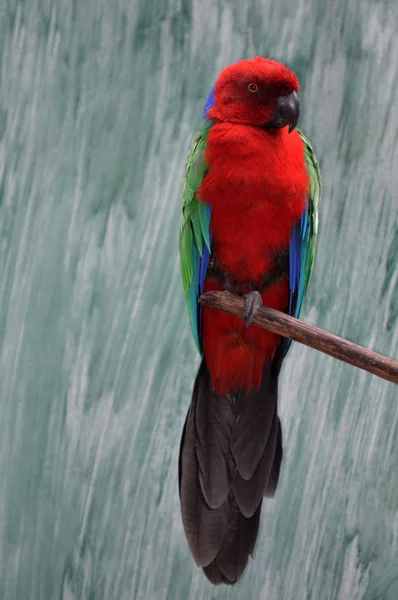 Bordowy błyszczący papuga — Zdjęcie stockowe