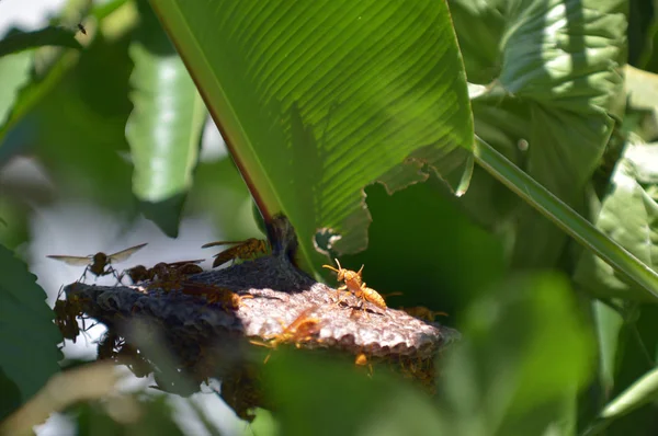 Le vespe pettinano su un albero di banana — Foto Stock