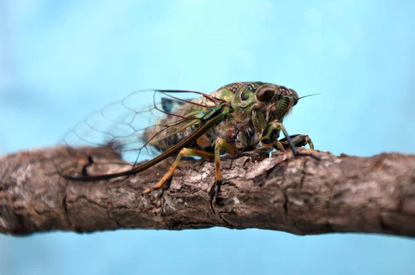Annual cicada Neotibicen linnei — Stock Photo, Image