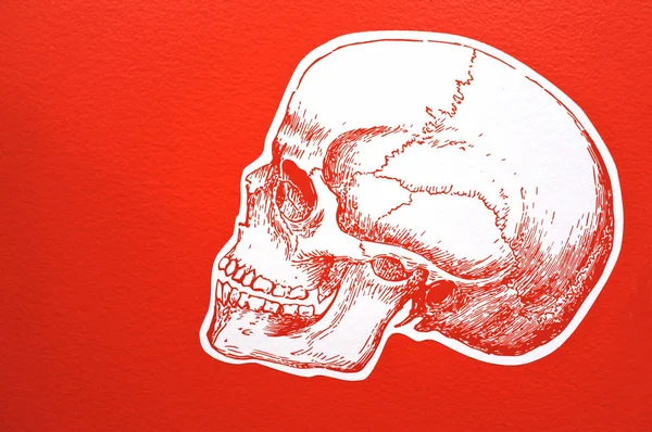 White Human skull  isolated on red background — Stock Photo, Image